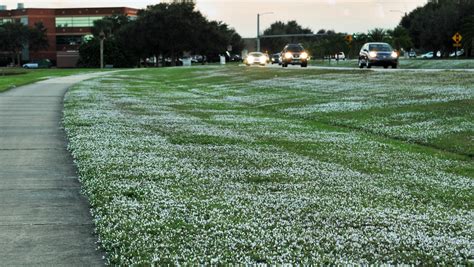 Photos: 'Florida snow'