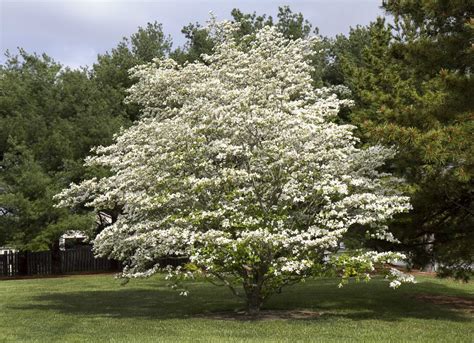 The 15 Best Trees for Any Backyard | Backyard trees, Best shade trees, Landscaping trees