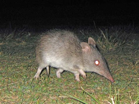 Long-Nosed Bandicoot: Profile, Traits, Facts, Diet, Range, Size ...