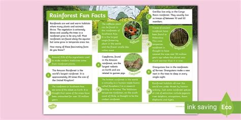 Rainforest Fun Facts Fact File - KS2 - Geography - Twinkl