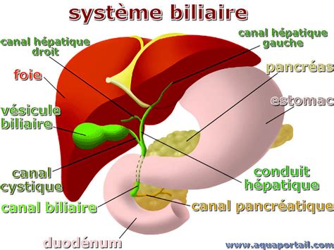 Biligenèse : définition et explications