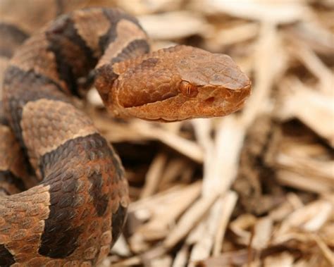 Afraid of Snakes? A Hoosier's Guide to the Poisonous Snakes of Indiana