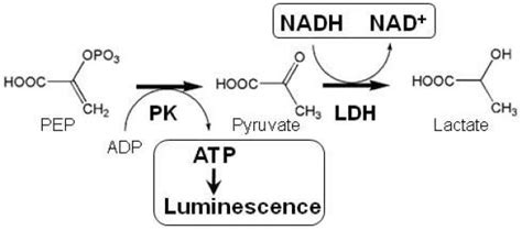 Identification of small molecule inhibitors of pyruvate kinase M2. - Abstract - Europe PMC