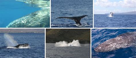 When Is The Best Time For A Maui Whale Watch?