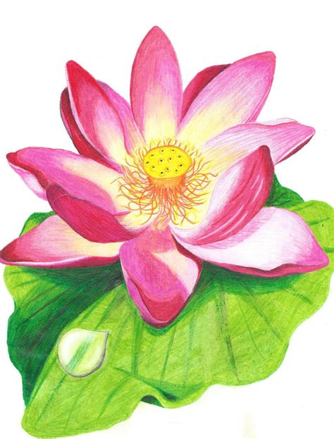 Lotus Flower Drawing Color | Wallpapers Gallery