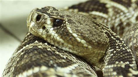 List Of Common Venomous And Non Venomous Snakes In Florida With ...