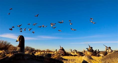 Early Goose Hunting Season Tips for Beginners - Wide Open Spaces