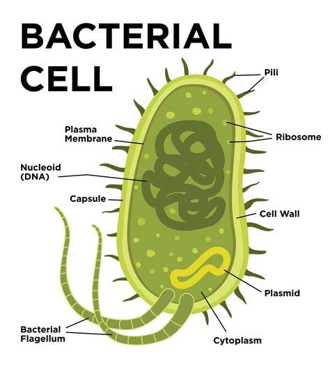 anatomia da célula bacteriana em estilo simples. ilustração moderna do vetor. rotulando ...