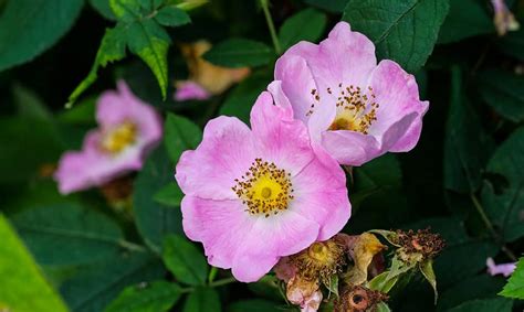 8 Types Of Native Wild Roses for Your Garden - A-Z Animals