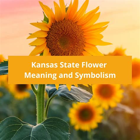 Kansas State Flower: Sunflower, Meaning and Symbolism