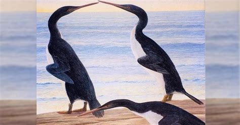 Giant prehistoric penguins evolved during the dinosaur age - CBS News