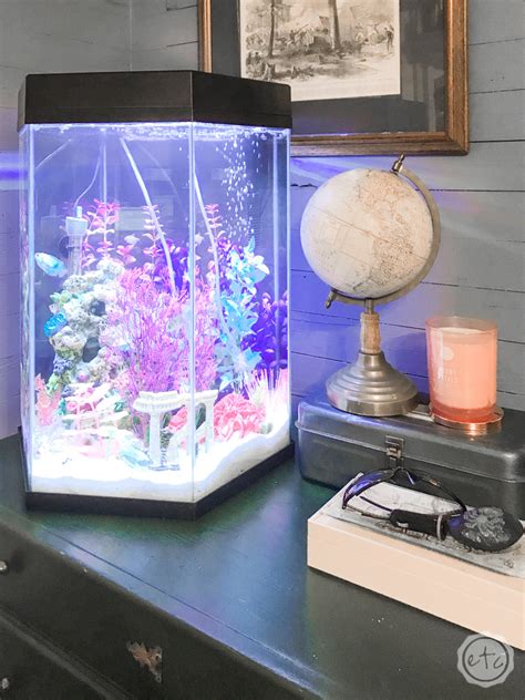 How to Setup a 20 Gallon Fish Tank