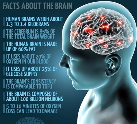 The Astonishing Facts About The Human Brain You Need To Know 2023 - Riset