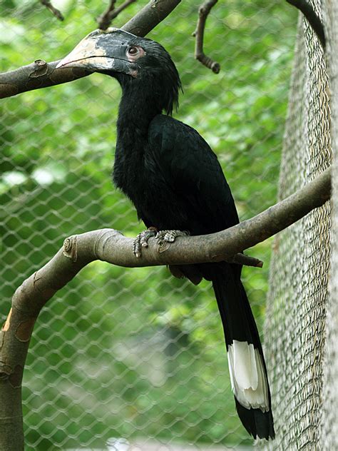 Black hornbill - ZooChat