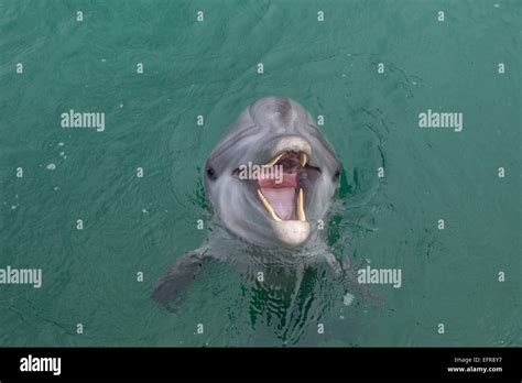 Laughing Dolphin Stock Photo - Alamy