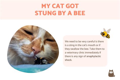 My Cat Got Stung by a Bee - Bee Sting in Cat's Mouth