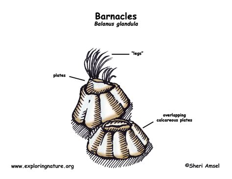 Barnacle (Balanus)