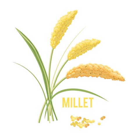 Millet Illustrations, Royalty-Free Vector Graphics & Clip Art - iStock