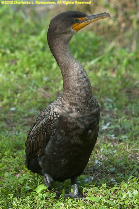 Everglades Photo Gallery