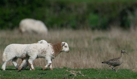 2023 Field Season: New Assistant Ornithologist - Curlew Country