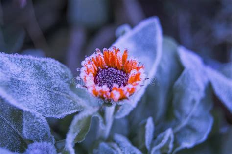 Flower during the First Frosty Morning Stock Image - Image of cold ...