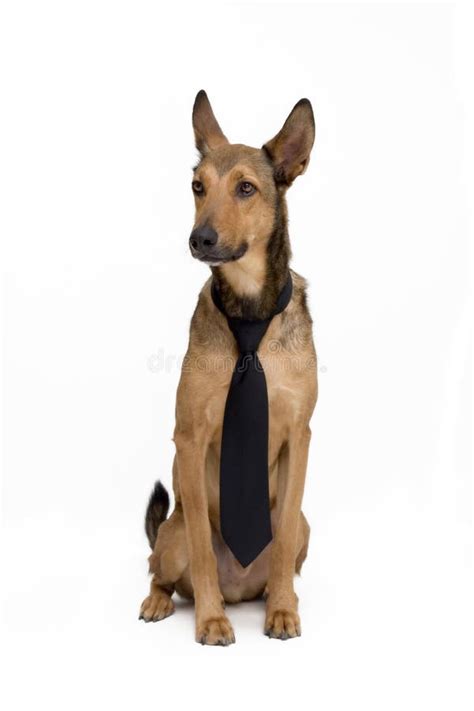 Business Dog stock image. Image of cute, wedding, dressed - 1936277