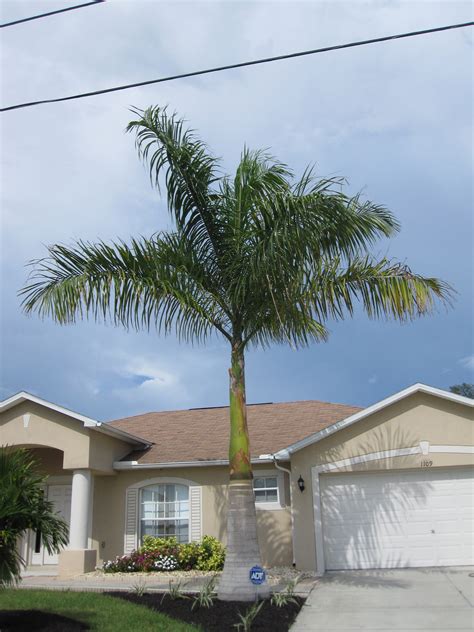 Cuban Royal palm tree (Roystonea elata) | Planting flowers, Unique trees, Garden design