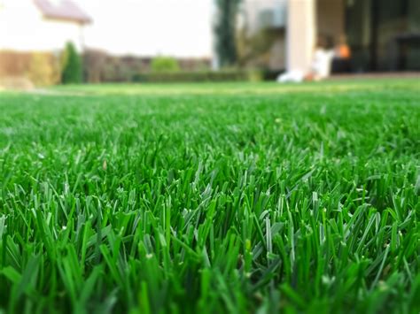 Seven Steps to a Lush Lawn You Can Love All Summer | Living Magazine