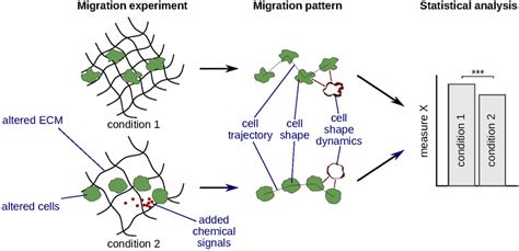 Analysis and quantification of migration patterns can help to study... | Download Scientific Diagram