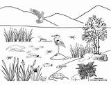 Wetland Ecosystems Coloring Page Pages sketch template