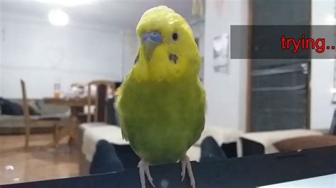 OUR BUDGIE SINGING - IF YOU`RE HAPPY AND YOU KNOW IT - YouTube