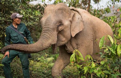 ELEPHANT CONSERVATION CENTER VOLUNTEERING – Green Discovery Laos