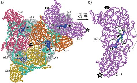 Views of ␭ 1 and ␴ 2 from the reovirus core crystal structure ...