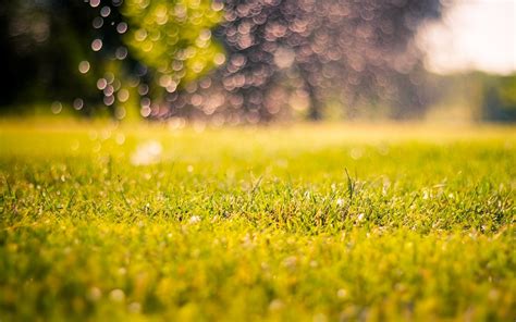 🔥 Download Nature Meadow Grass Green Morning Day Bokeh Blur Macro ...