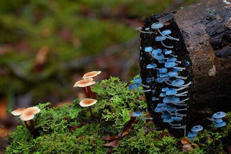 Surprising Photos Reveal the Enchanting World of Fungi | Inhabitat - Green Design, Innovation ...