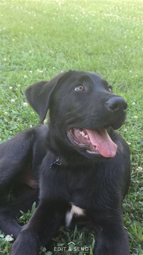 Black lab and German shepherd mix | Cute animals, Puppies, German shepherd mix