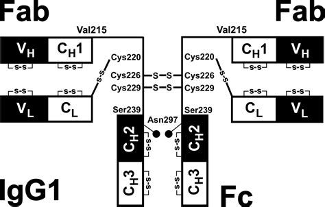 The Solution Structures of Two Human IgG1 Antibodies Show ...