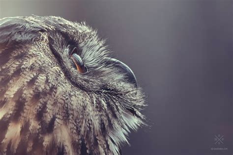 Eurasian Eagle-Owl PART I. on Behance