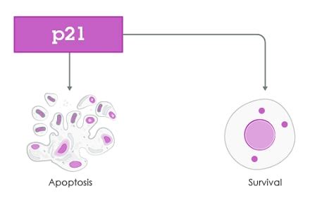 p21 in apoptosis: tools and targets | Abcam