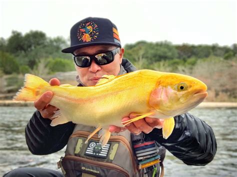 19 Palomino Trout Facts - Facts.net