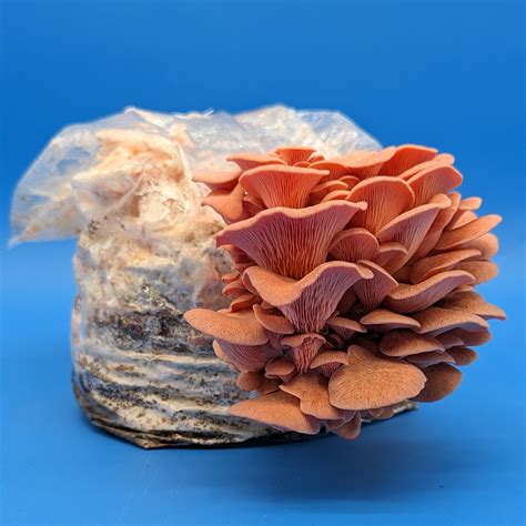 Pink Oyster Mushroom - 5 lbs Grow Kit - Spawn Magic