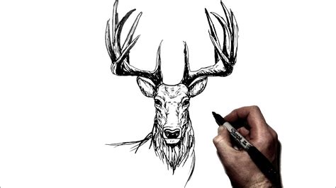 How To Draw a Deer {Stag} | Step by Step - YouTube