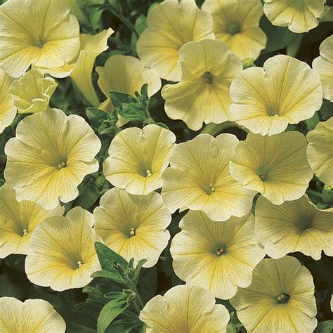 Surfinia® Patio Yellow - Petunia hybrid | Proven Winners