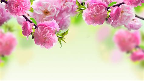 Pink Carnation Wallpapers - Top Free Pink Carnation Backgrounds - WallpaperAccess