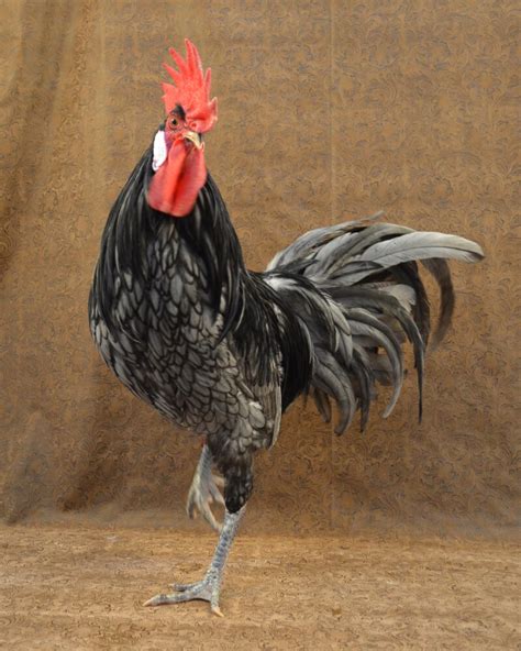 Andalusian Chicken - The Livestock Conservancy