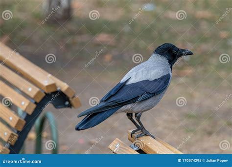 Hooded Crow Corvus Cornix Wildlife in Natural Habitat Stock Image ...