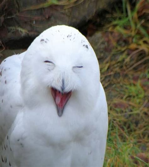 20 Animals Making Some Seriously Crazy Faces