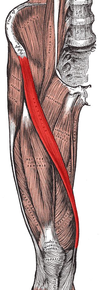 Cacoethes Cognitum: The Sartorius Muscle