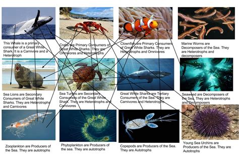 Ocean Decomposers