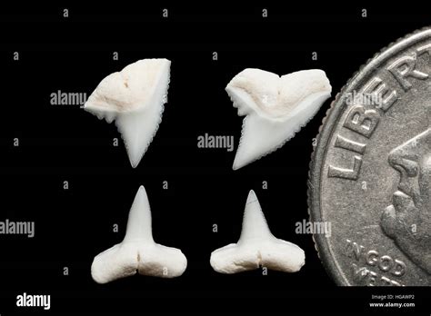 teeth (upper & lower) of whitetip reef shark, Triaenodon obesus, next ...